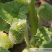 Ecballium elaterium Spritzgurke Squirting cucumber.jpg