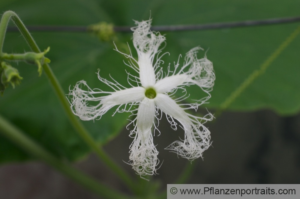 Trichosanthes cucumerina Weisse Schlangenhaargurke Viper Gourd Long Tomato 2.jpg