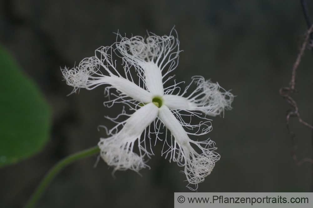 Trichosanthes cucumerina Weisse Schlangenhaargurke Viper Gourd Long Tomato 3.jpg