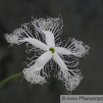 Trichosanthes cucumerina Weisse Schlangenhaargurke Viper Gourd Long Tomato 3.jpg