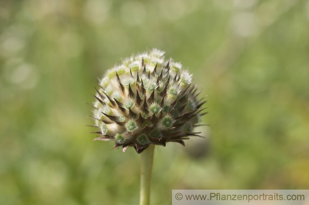 Cephalaria gigantea Grosser Schuppenkopf Giant Scabious 2.jpg