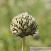 Cephalaria gigantea Grosser Schuppenkopf Giant Scabious 2.jpg