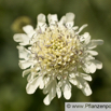 Cephalaria gigantea Grosser Schuppenkopf Giant Scabious 3.jpg