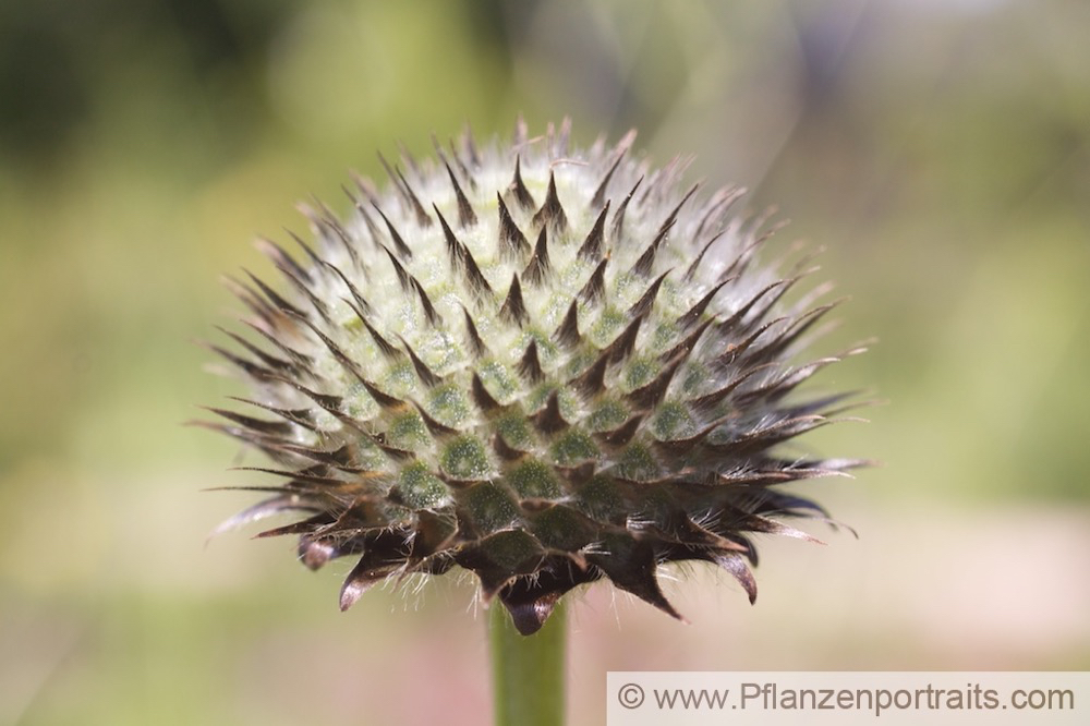 Cephalaria gigantea Grosser Schuppenkopf Giant Scabious.jpg