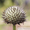 Cephalaria gigantea Grosser Schuppenkopf Giant Scabious.jpg