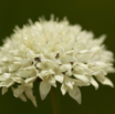 Cephalaria pungens 2.jpg