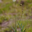 Cephalaria pungens.jpg