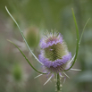 Dipsacus fullonum Karde Fullers Teasel 2.jpg