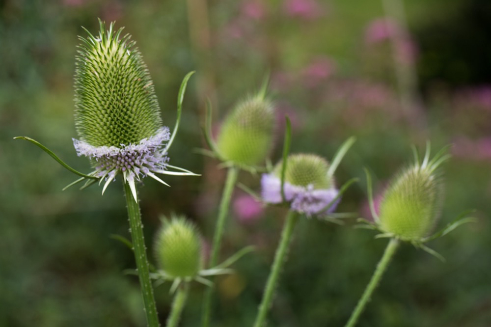 Dipsacus fullonum Karde Fullers Teasel 3.jpg