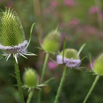 Dipsacus fullonum Karde Fullers Teasel 3.jpg