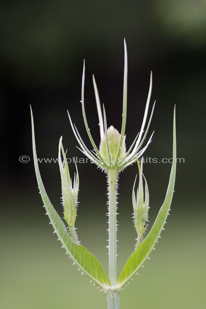 Dipsacus fullonum Karde Fullers Teasel.jpg