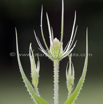 Dipsacus fullonum Karde Fullers Teasel.jpg