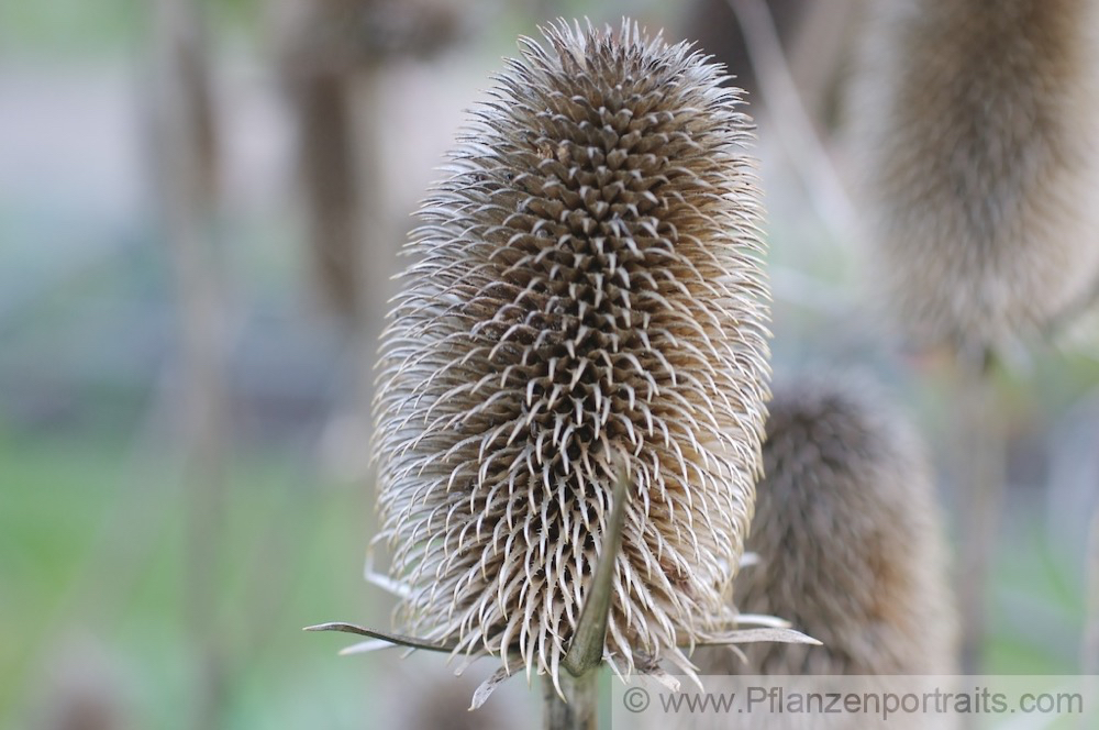 Dipsacus sativus Weber-Karde Cards Thistle 2.jpg