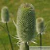 Dipsacus sativus Weber-Karde Cards Thistle 3.jpg