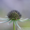 Scabiosa columbaria Tauben-Skabiose Small Scabious 2.jpg