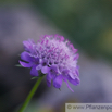 Scabiosa columbaria Tauben-Skabiose Small Scabious.jpg