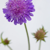 Scabiosa lucida.jpg