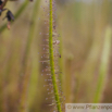 Drosera binata Gabelblaettriger Sonnentau Forked Sundew 1.jpg