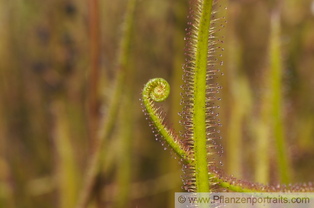 Drosera binata Gabelblaettriger Sonnentau Forked Sundew 2.jpg