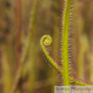 Drosera binata Gabelblaettriger Sonnentau Forked Sundew 2.jpg