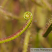 Drosera binata Gabelblaettriger Sonnentau Forked Sundew 3.jpg