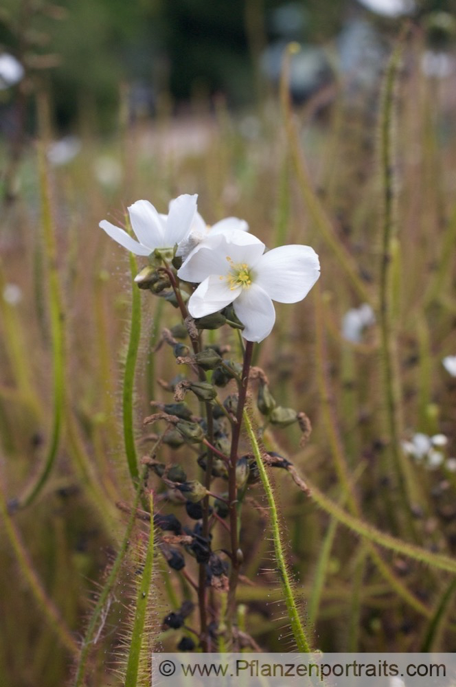 Drosera binata Gabelblaettriger Sonnentau Forked Sundew 4.jpg