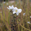 Drosera binata Gabelblaettriger Sonnentau Forked Sundew 4.jpg