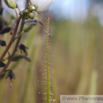 Drosera binata Gabelblaettriger Sonnentau Forked Sundew 6.jpg