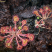 Drosera rotundifolia.jpg