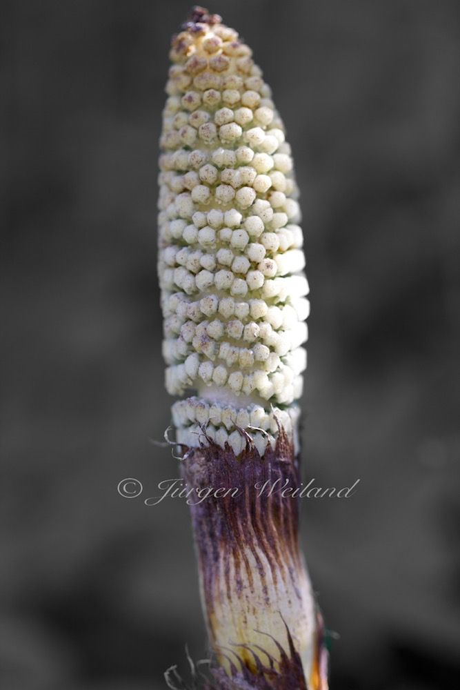 Equisetum arvense Ackerschachtelhalm Common Horsetail 2.jpg