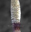 Equisetum arvense Ackerschachtelhalm Common Horsetail 2.jpg