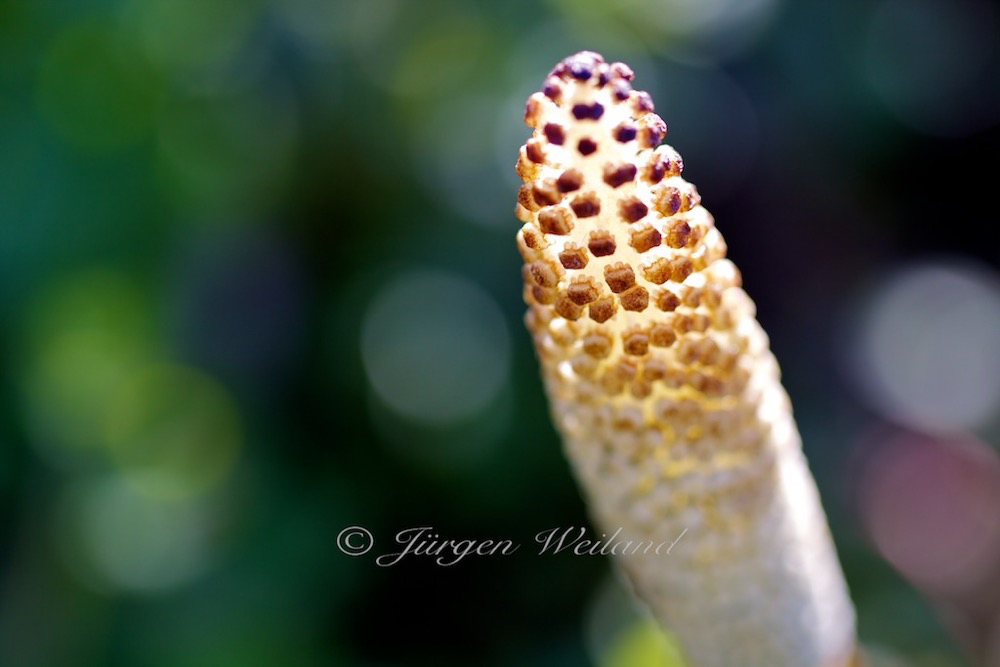 Equisetum arvense Ackerschachtelhalm Common Horsetail 3.jpg