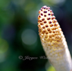 Equisetum arvense Ackerschachtelhalm Common Horsetail 3.jpg