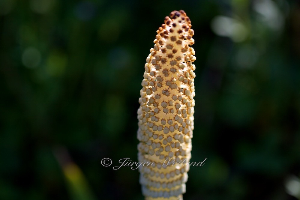 Equisetum arvense Ackerschachtelhalm Common Horsetail 4.jpg