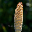 Equisetum arvense Ackerschachtelhalm Common Horsetail 4.jpg