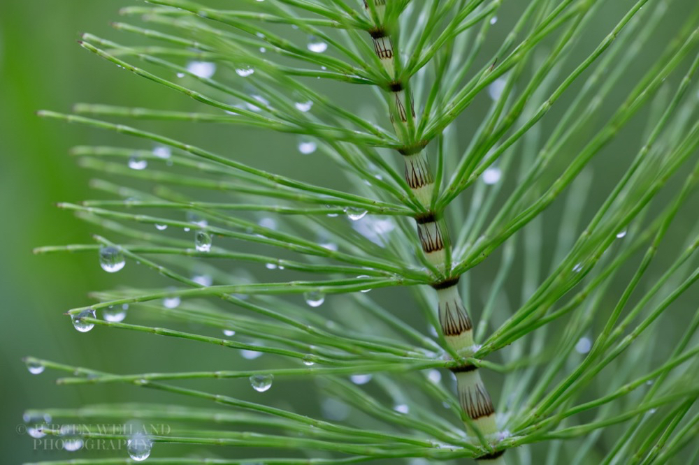 Equisetum arvense Ackerschachtelhalm Common Horsetail.jpg