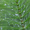 Equisetum arvense Ackerschachtelhalm Common Horsetail.jpg