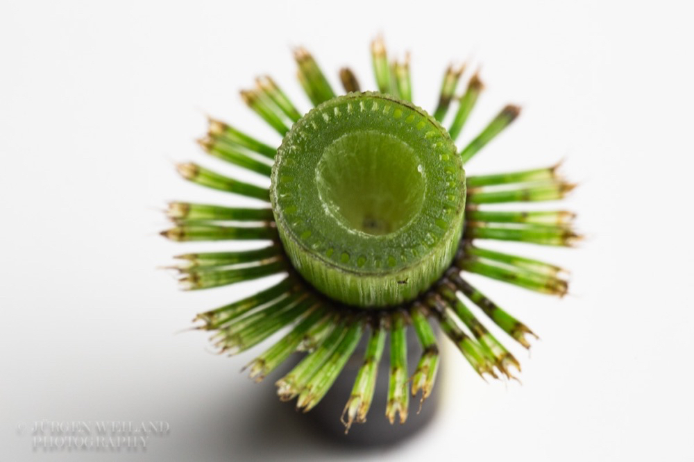 Equisetum arvense Ackerschachtelhalm Field Horsetail.jpg