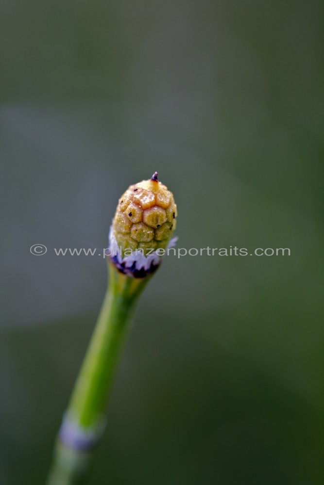 Equisetum hyemale Winter_Schachtelhalm Rough horsetail 2.jpg