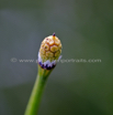 Equisetum hyemale Winter_Schachtelhalm Rough horsetail 2.jpg