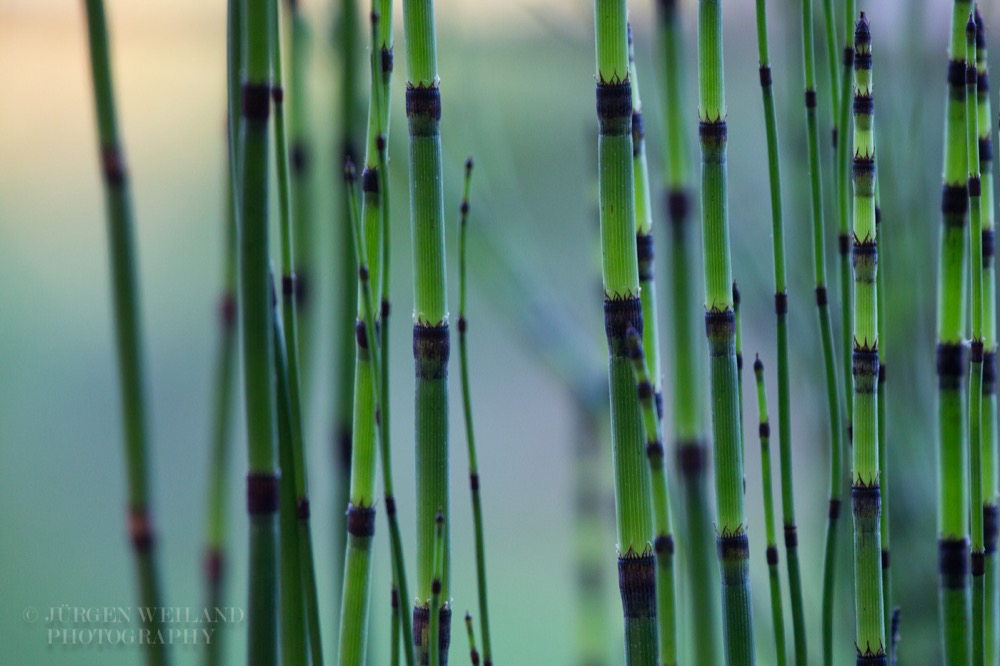 Equisetum hyemale Winter_Schachtelhalm Rough horsetail 3.jpg