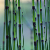 Equisetum hyemale Winter_Schachtelhalm Rough horsetail 3.jpg