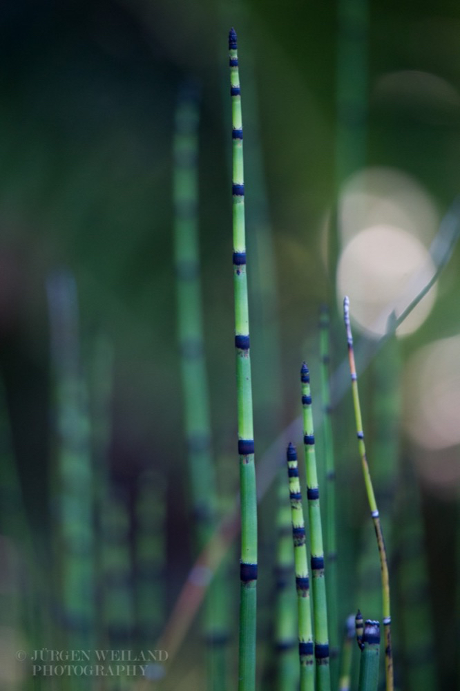 Equisetum hyemale Winter_Schachtelhalm Rough horsetail 4.jpg