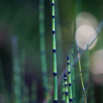 Equisetum hyemale Winter_Schachtelhalm Rough horsetail 4.jpg