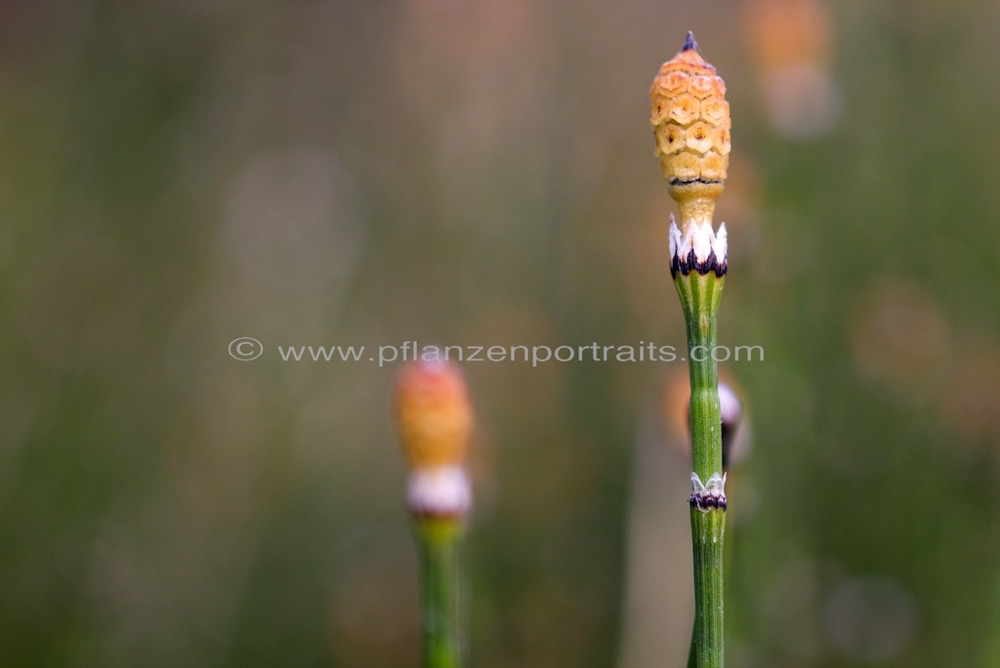 Equisetum spec AK Georgien.jpg