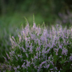 Calluna vulgaris Gemeines Heidekraut Heather 2.jpg