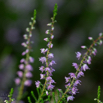 Calluna vulgaris Gemeines Heidekraut Heather 3.jpg