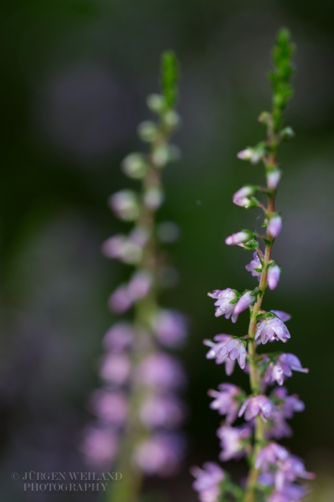 Calluna vulgaris Gemeines Heidekraut Heather.jpg