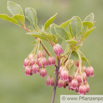 Enkianthus campanulatus Glockige Prachtglocke 2.jpg