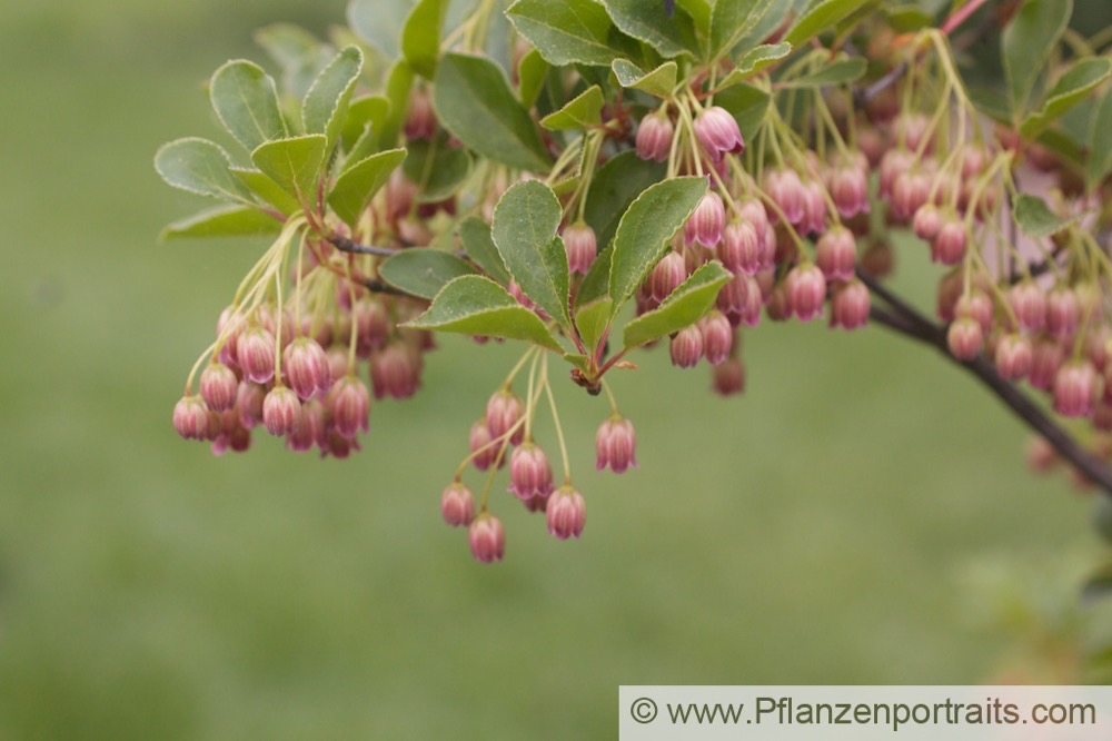 Enkianthus campanulatus Glockige Prachtglocke.jpg